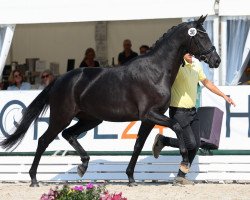 broodmare Secret Love JJ (Hanoverian, 2018, from Secret)