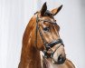 stallion Ludowig (Rhinelander, 2012, from Lord Carnaby)