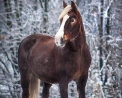 broodmare Laura (Black Forest Horse, 2003, from Moritz)