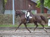 dressage horse Winston 15 (Westphalian, 2002, from World Magic)