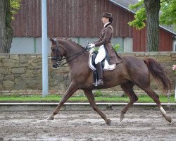 dressage horse Winston 15 (Westphalian, 2002, from World Magic)