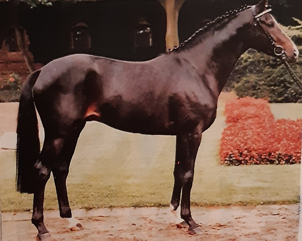 Deckhengst Michelangelo (Trakehner, 1985, von Pasteur xx)