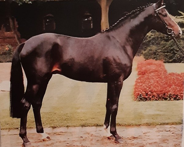 stallion Michelangelo (Trakehner, 1985, from Pasteur xx)