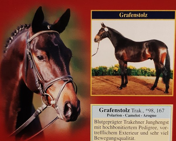 stallion Grafenstolz (Trakehner, 1998, from Polarion)