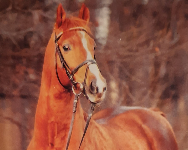 Pferd Gelria (Trakehner, 1975, von Kassio)