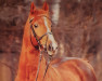 horse Gelria (Trakehner, 1975, from Kassio)