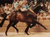 stallion Consul (Trakehner, 1980, from Swazi xx)