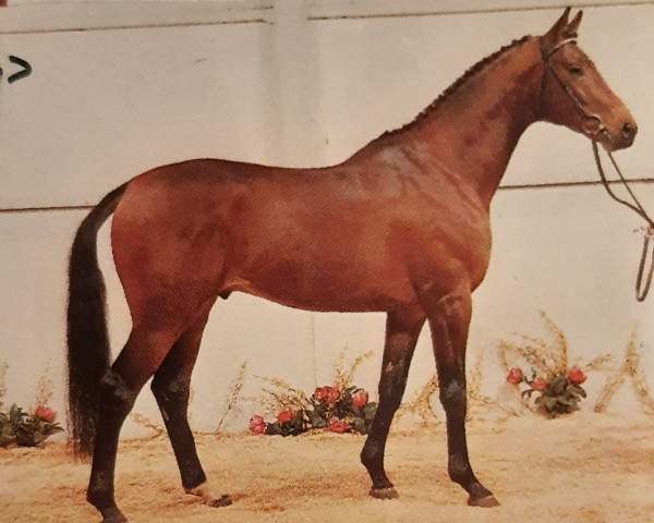 stallion Testarossa (Trakehner, 1984, from Pasteur xx)
