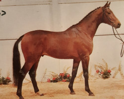 Deckhengst Testarossa (Trakehner, 1984, von Pasteur xx)