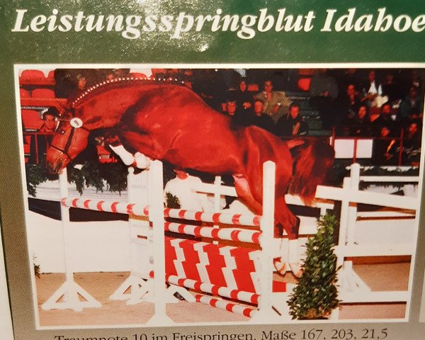 stallion Idahoe (Trakehner, 1998, from Abdullah)