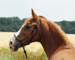 horse Fee (German Riding Pony, 1999, from Goldfasan)