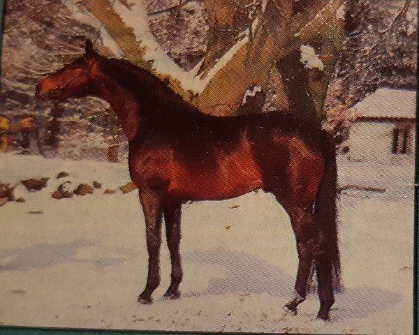 stallion Consul (Trakehner, 1980, from Swazi xx)