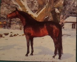 stallion Consul (Trakehner, 1980, from Swazi xx)