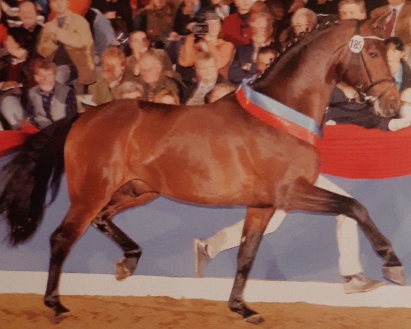 stallion Stalypso (Hanoverian, 2002, from Stakkato)