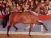 stallion Stalypso (Hanoverian, 2002, from Stakkato)