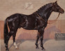 Pferd Cor de la Bryère (Selle Français, 1968, von Rantzau xx)