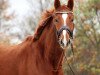 dressage horse Belverde (Hanoverian, 2016, from Borsalino)