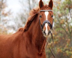 dressage horse Belverde (Hanoverian, 2016, from Borsalino)