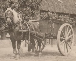 stallion Rexzorn RS 913 (Rhenish-German Cold-Blood, 1923, from Zorn Ldb Wi.)