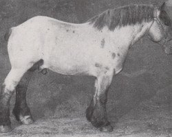 stallion Joubert de la Bruyere 3736 (Brabant/Belgian draft horse, 1946, from Bloc de Menin 46/6226)