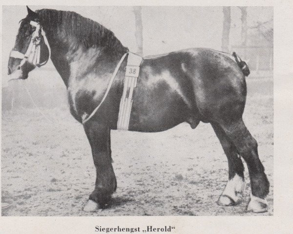 Deckhengst Herold RS 212 (Rheinisch-Deutsches Kaltblut, 1906, von Neffe Ldb Wi)