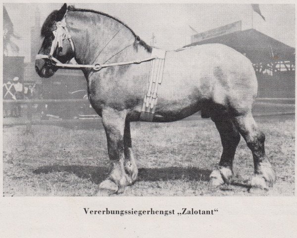 Deckhengst Zalotant RS 966 (Rheinisch-Deutsches Kaltblut, 1929, von Tantalus von Tanneck RS 928)