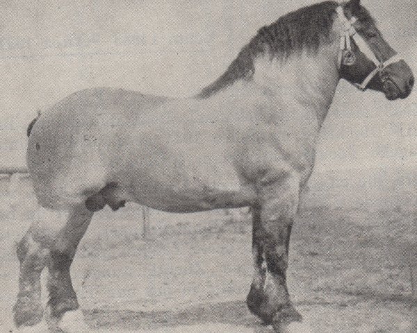 stallion Tantalus von Tanneck RS 928 (Rhenish-German Cold-Blood, 1925, from Tantalus II RS 882)