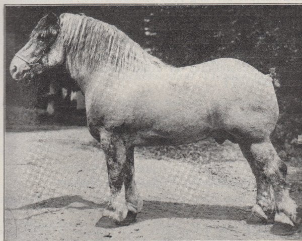 stallion Tantalus II RS 882 (Rhenish-German Cold-Blood, 1920, from Lothar III RS 651)