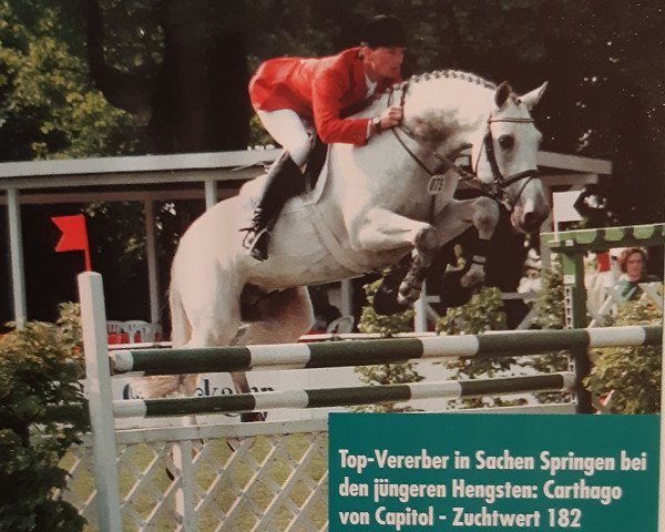 Deckhengst Carthago (Holsteiner, 1987, von Capitol I)