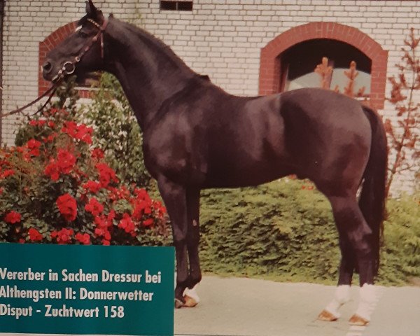 stallion Donnerwetter (Hanoverian, 1977, from Disput)