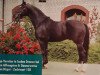 stallion Donnerwetter (Hanoverian, 1977, from Disput)