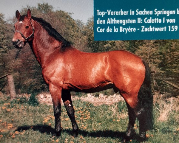 stallion Caletto I (Holsteiner, 1975, from Cor de la Bryère)