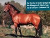 stallion Caletto I (Holsteiner, 1975, from Cor de la Bryère)