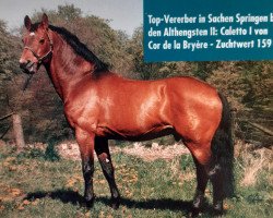 stallion Caletto I (Holsteiner, 1975, from Cor de la Bryère)