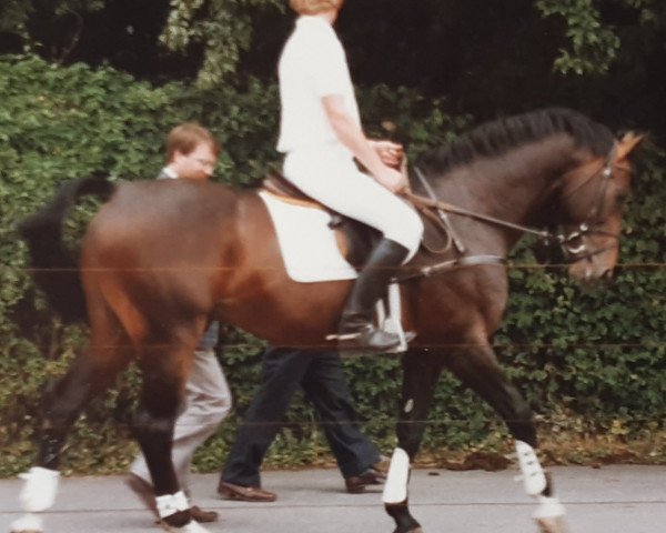 stallion Lacros (Holsteiner, 1978, from Landgraf I)