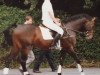 stallion Lacros (Holsteiner, 1978, from Landgraf I)
