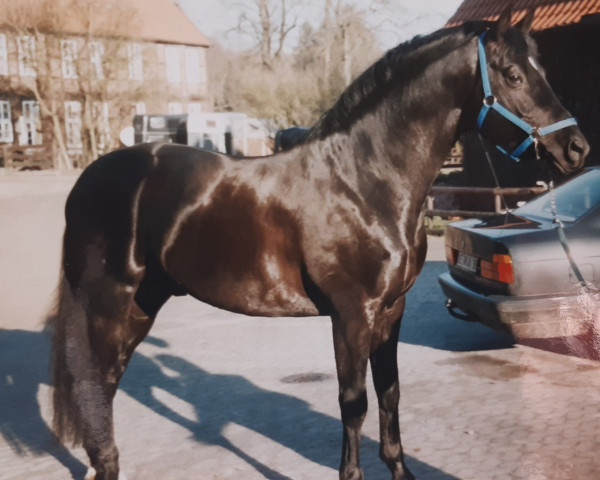 stallion Hohenstein I (Trakehner, 1991, from Caprimond)