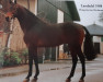 stallion Landadel (Holsteiner, 1982, from Landgraf I)