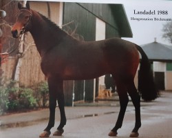 stallion Landadel (Holsteiner, 1982, from Landgraf I)