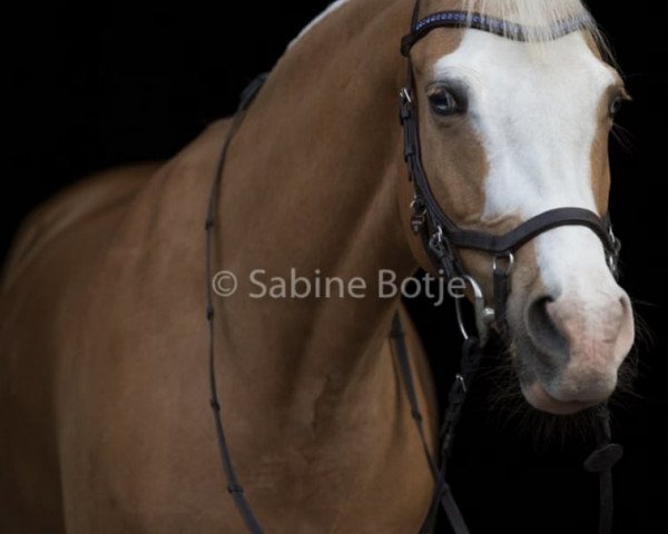 dressage horse Clou Eye (German Riding Pony, 2010, from Casino Royale K WE)
