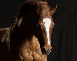 dressage horse Please Fence Me (Paint Horse, 1999)