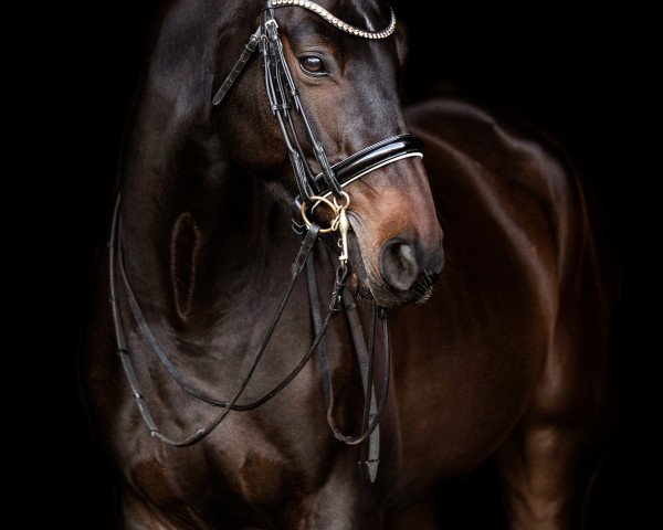 dressage horse Quinero (Hanoverian, 2011, from FRH Quaid)