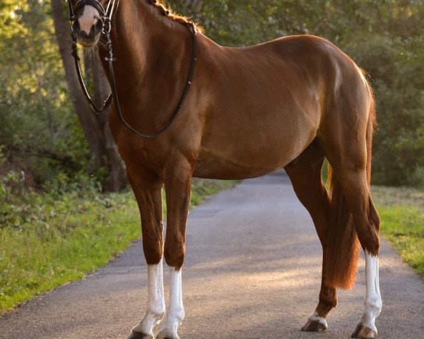 dressage horse Copacabana Beach (German Riding Pony, 2015, from Jakkomo)