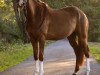 Dressurpferd Copacabana Beach (Deutsches Reitpony, 2015, von Jakkomo)