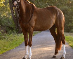 Dressurpferd Copacabana Beach (Deutsches Reitpony, 2015, von Jakkomo)