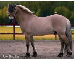 stallion Cristall 203 (Fjord Horse, 1995, from Knast Halsnæs)