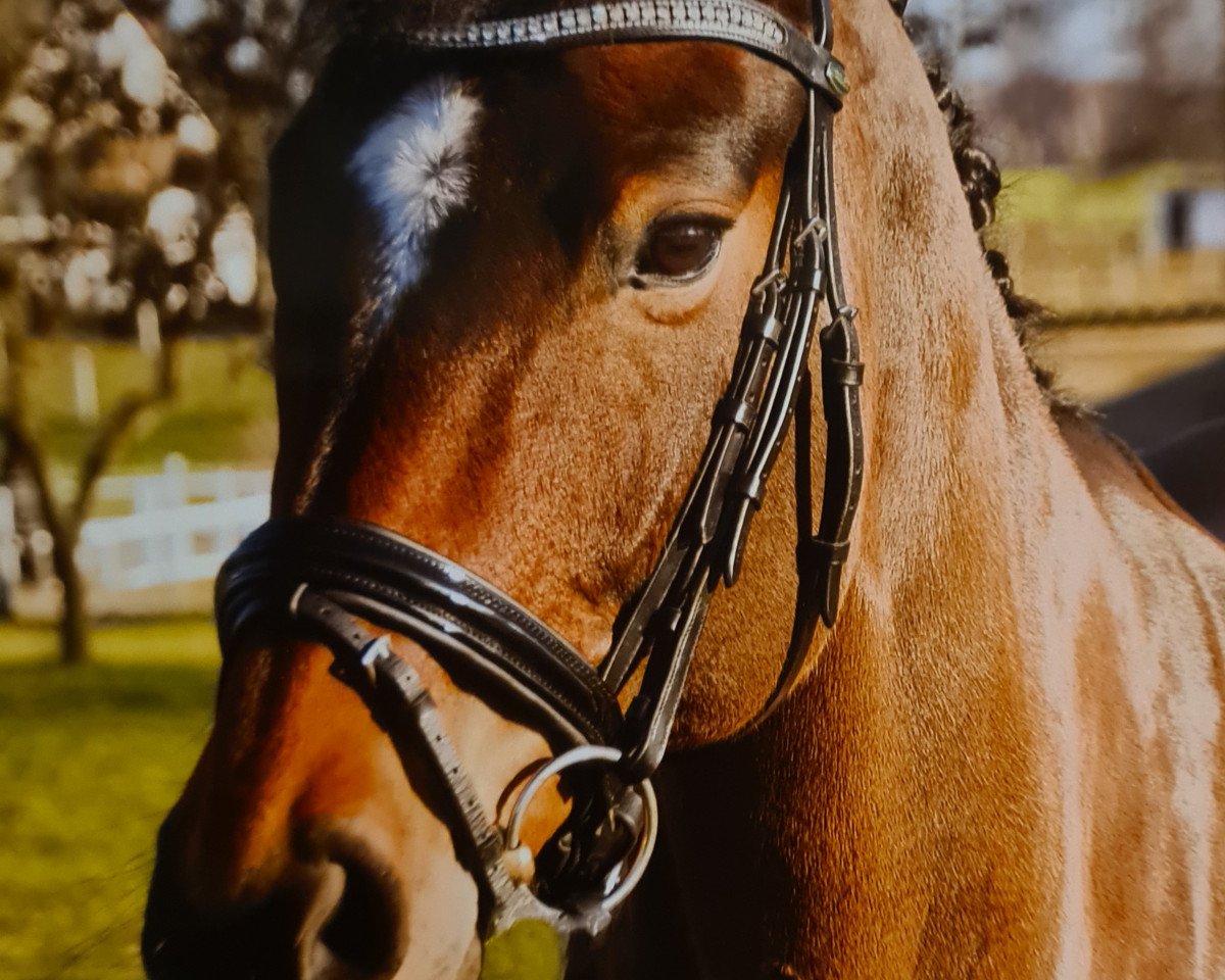 Dressurpferd Sacree Fleur 2 (Hannoveraner, 2008, von Santino)