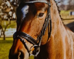 dressage horse Sacree Fleur 2 (Hanoverian, 2008, from Santino)