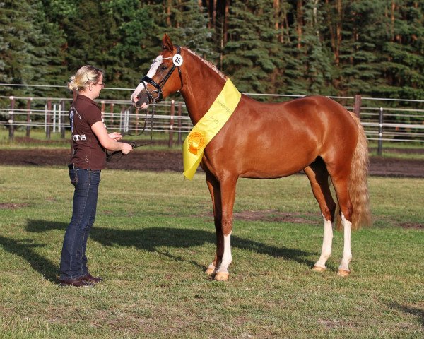 broodmare New Edition 5 (German Riding Pony, 2016, from Fs Numero Uno)