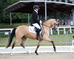 broodmare Winova (German Riding Pony, 2013, from Heidbergs Nancho Nova)